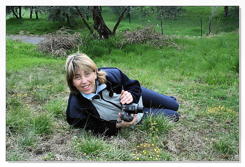 Ophrys sphegodes